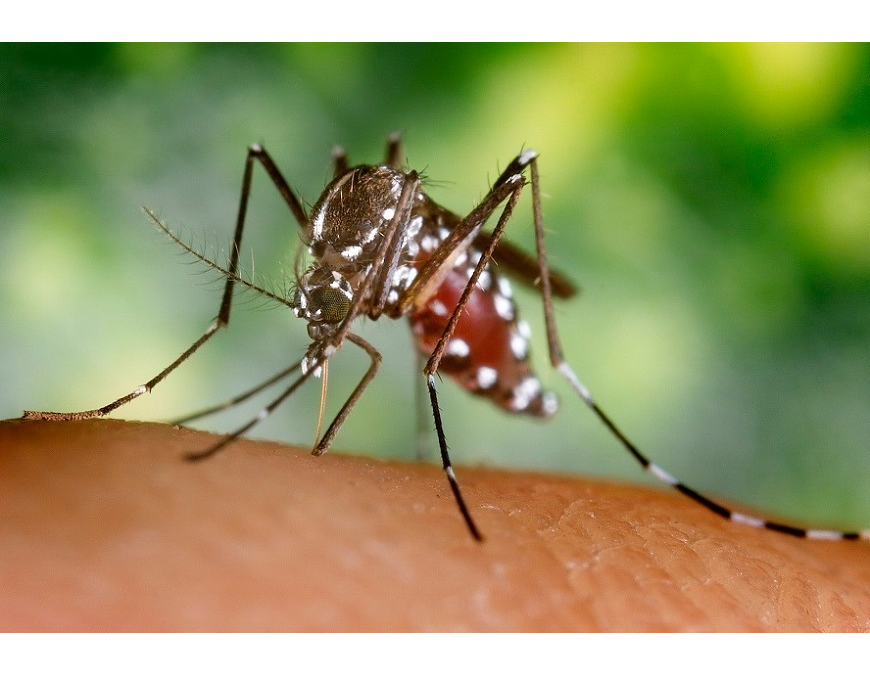 Dengue: Alto Paraná y Amambay con brotes activos