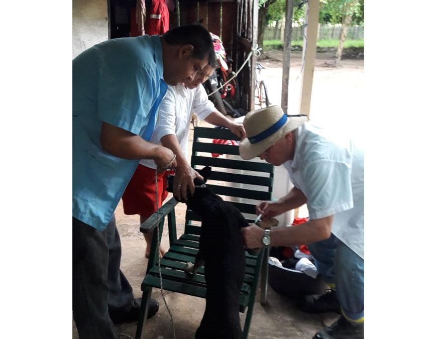 Reportan casos de leishmaniasis en el noreste del país