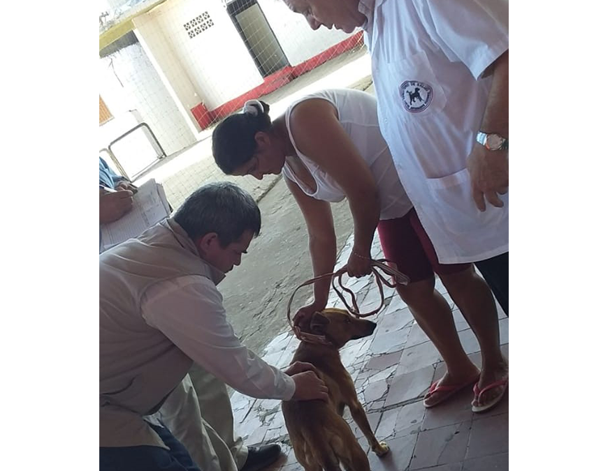 Mascotas de familias inundadas reciben protección contra la rabia