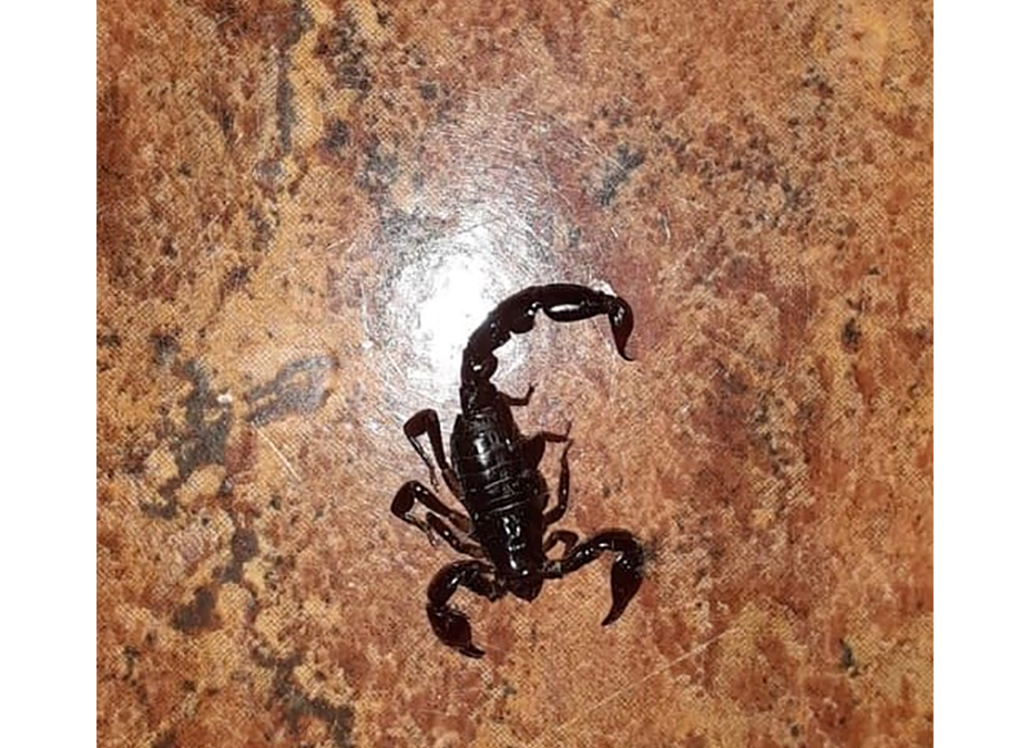 ¡Cuidado con el alacrán! Salud recomienda precaución para evitar picaduras