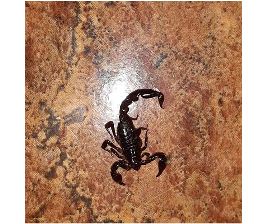 Cuidado con el alacrán Salud recomienda precaución para evitar picaduras – 04-11-2019