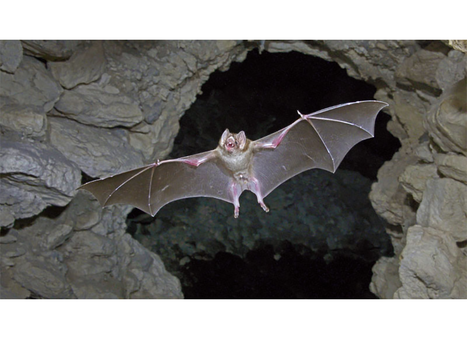 Se ruega no tocar a los murciélagos