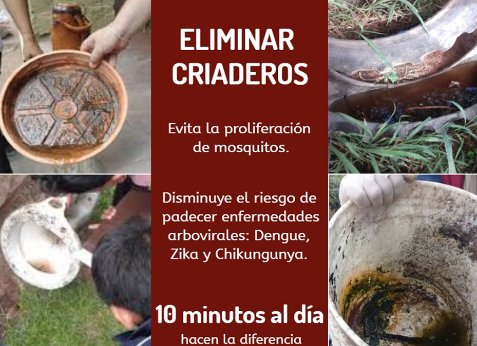 Dengue: eliminación de criaderos debe ser una constante pese a la aparente calma