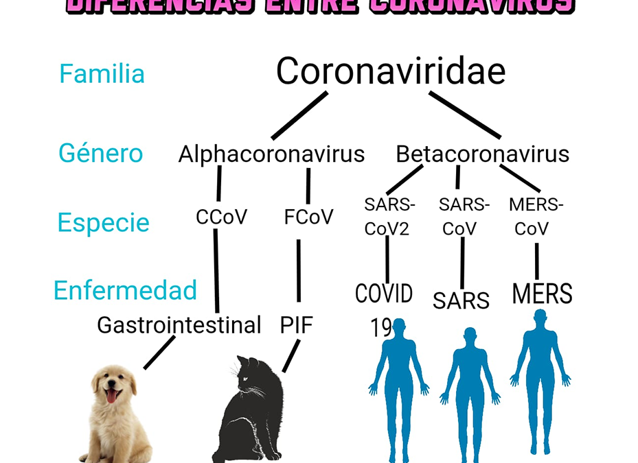 ¿Las mascotas pueden contagiarse de COVID-19?