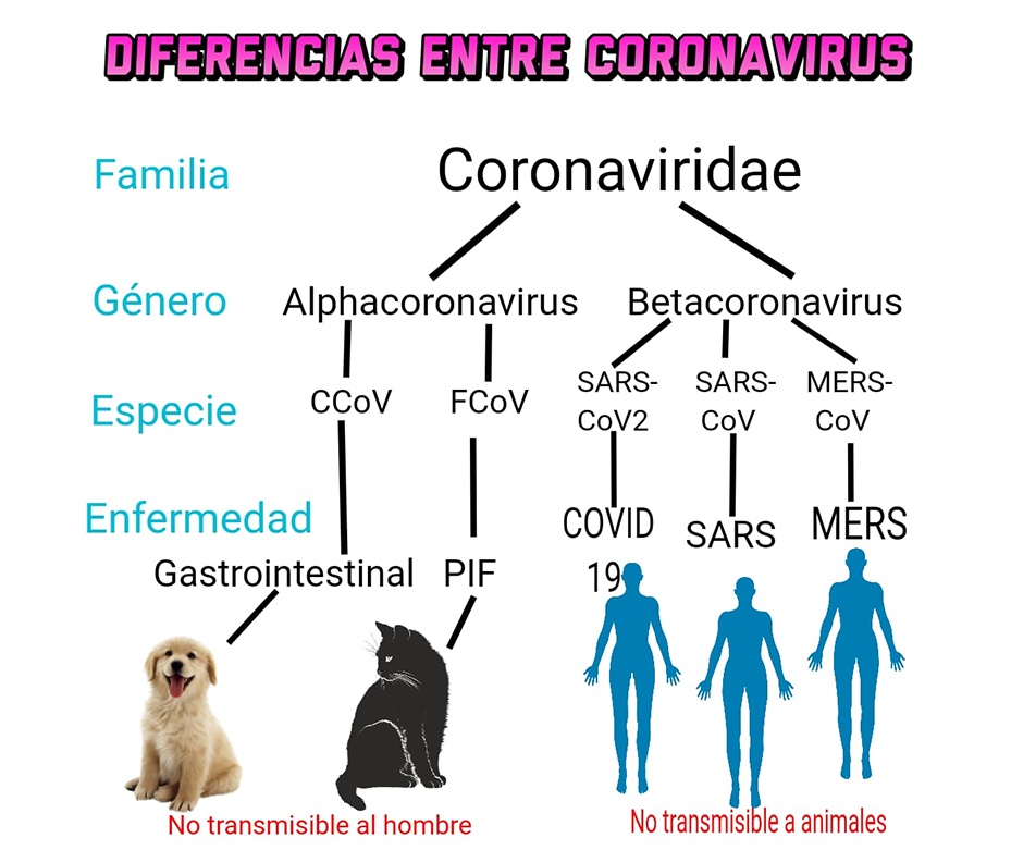 Las mascotas pueden contagiarse de COVID-19 – 23-03-2020