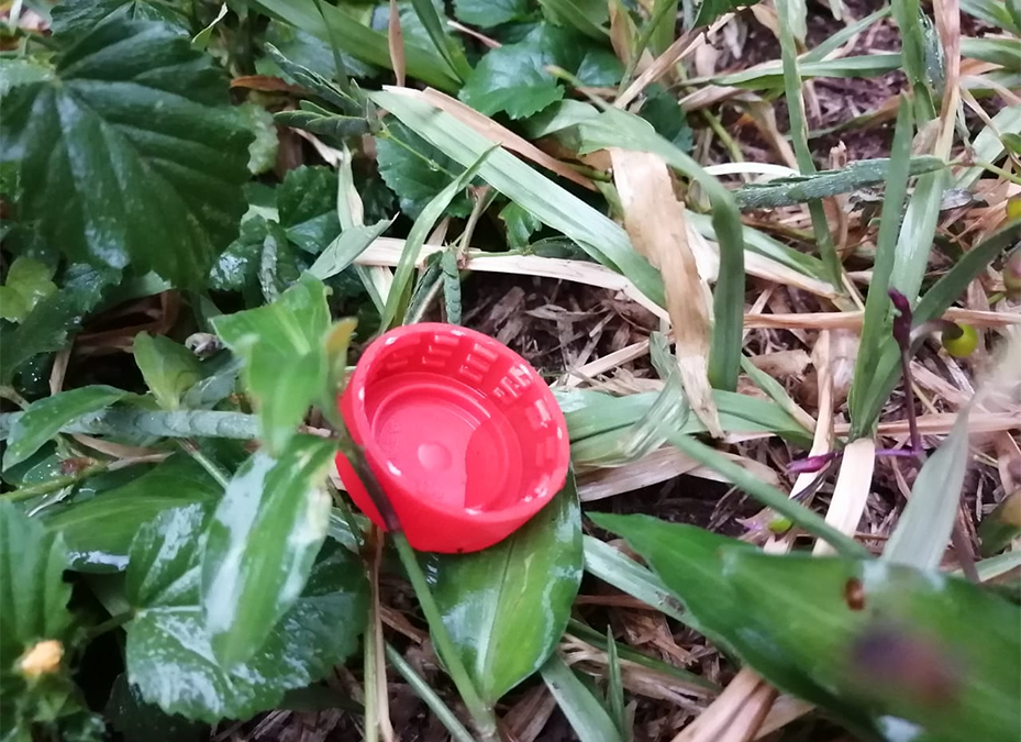 Dengue en aumento: la eliminación de criaderos debe ser una acción diaria, todo el año