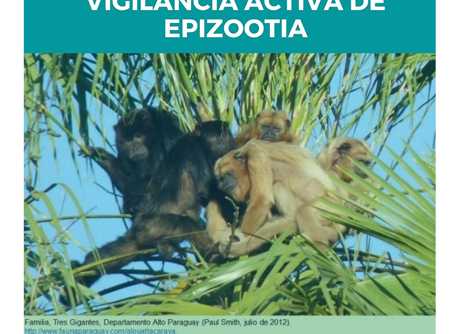 Paraguay en riesgo por fiebre amarilla ante casos registrados en Brasil