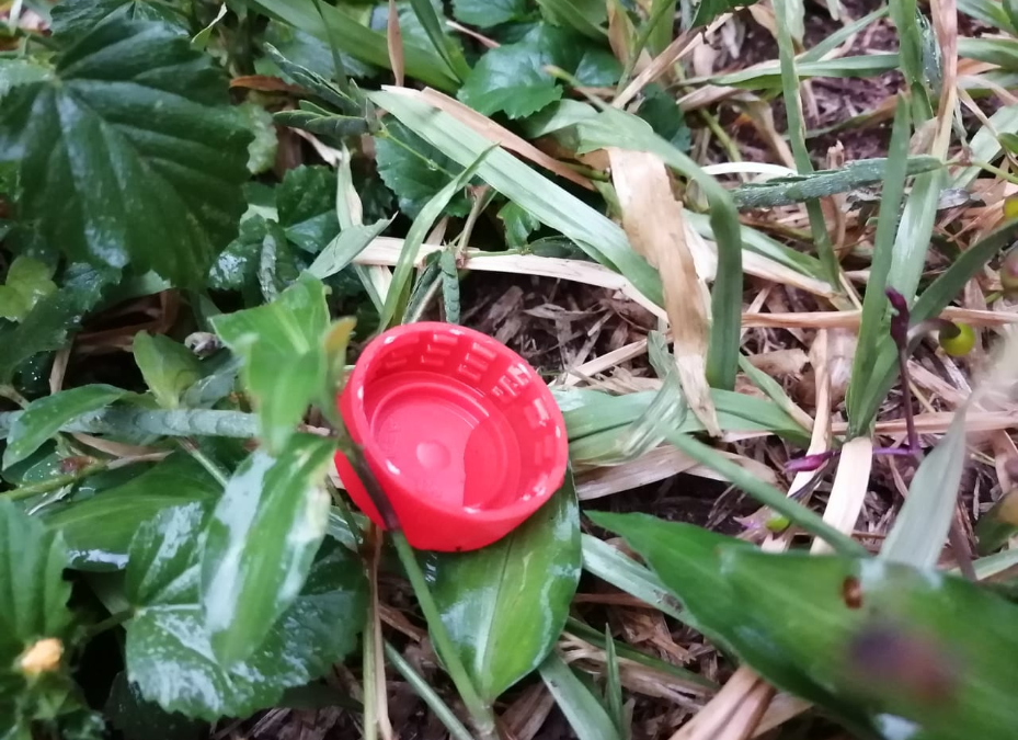 Notificaciones de dengue en aumento ¡A eliminar los criaderos!