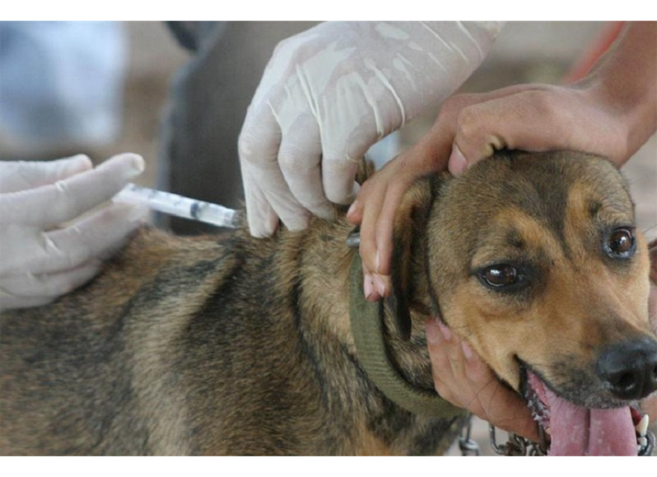 Este sábado, vacunación antirrábica y desparasitación gratuita para mascotas