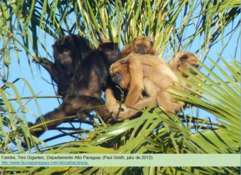 Si encuentra un mono muerto o enfermo, ¡no lo toque!