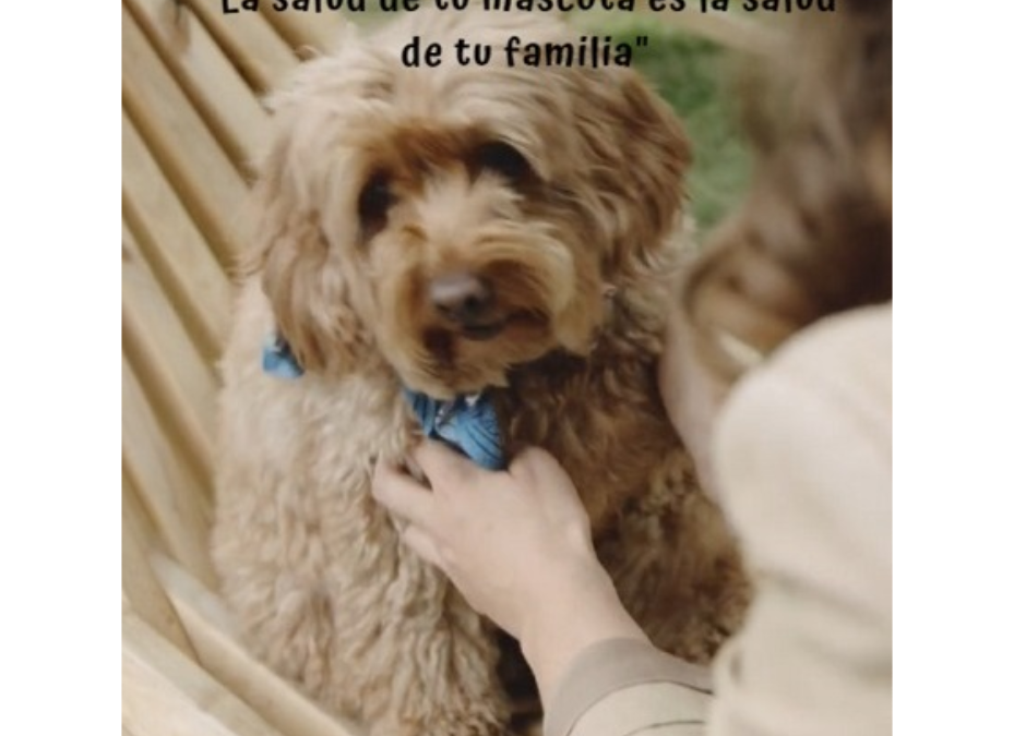 Campaña contra leishmaniosis: más de 3 mil perros testados, el 91% dio negativo a la enfermedad