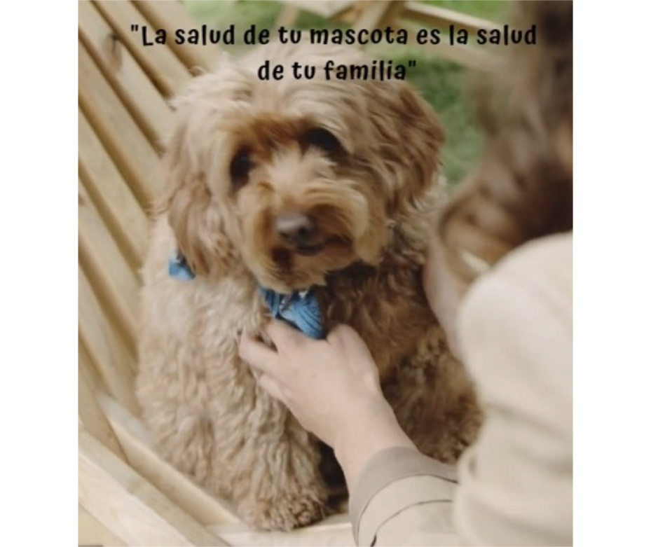 Campaña contra leishmaniosis más de 3 mil perros testados, el 91% dio negativo a la enfermedad – 04-08-2020