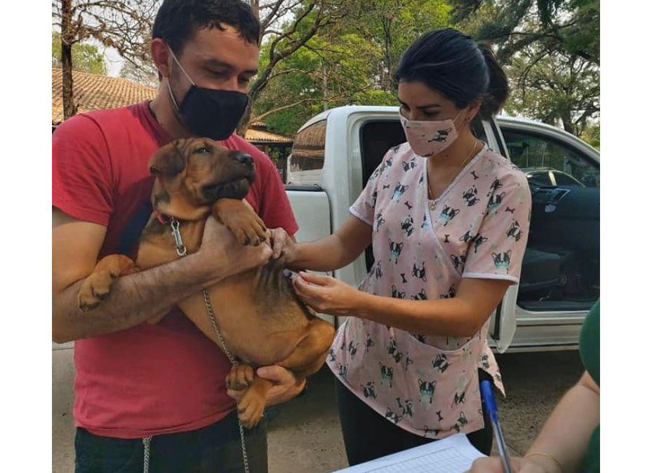 La vacunación es esencial para prevenir la rabia