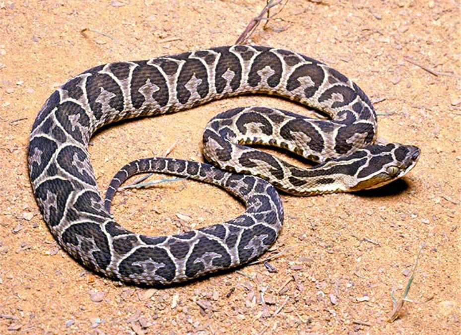 Se reportaron 96 accidentes ofídicos este año