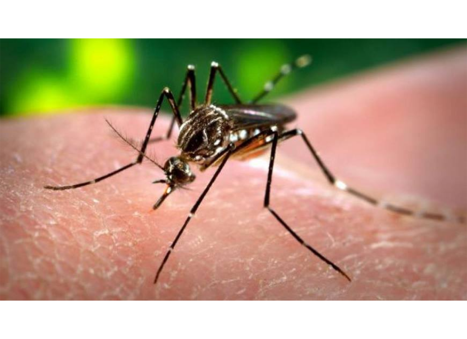 Dengue: Preocupa incremento sostenido de casos sospechosos