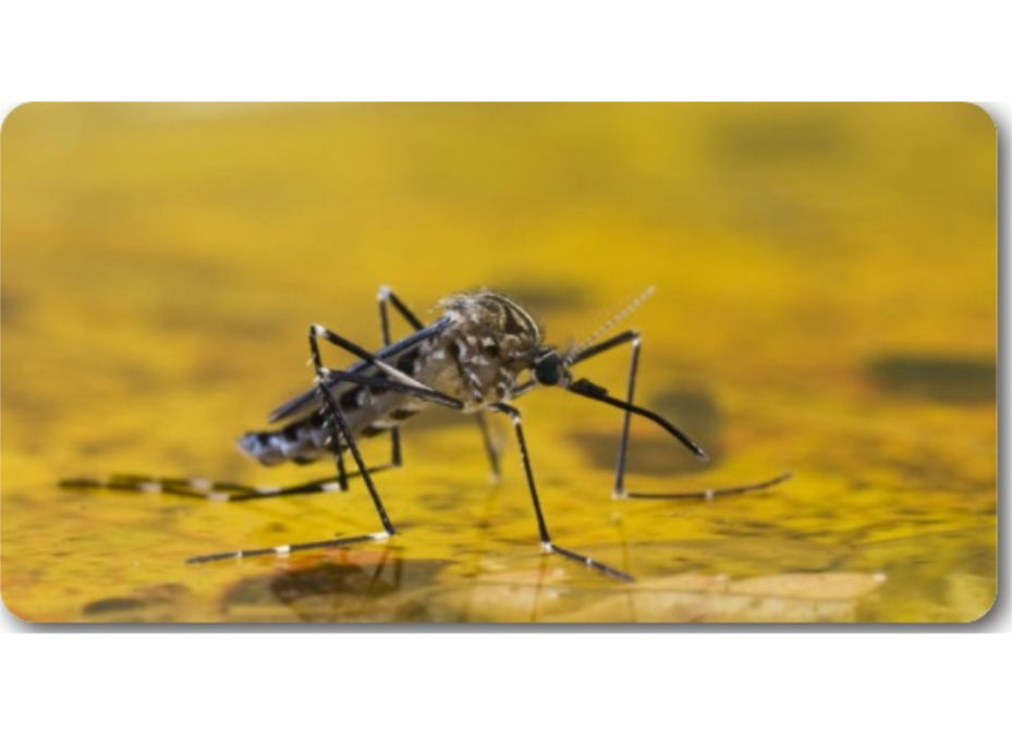 Doce años sin fiebre amarilla, pero la amenaza sigue latente