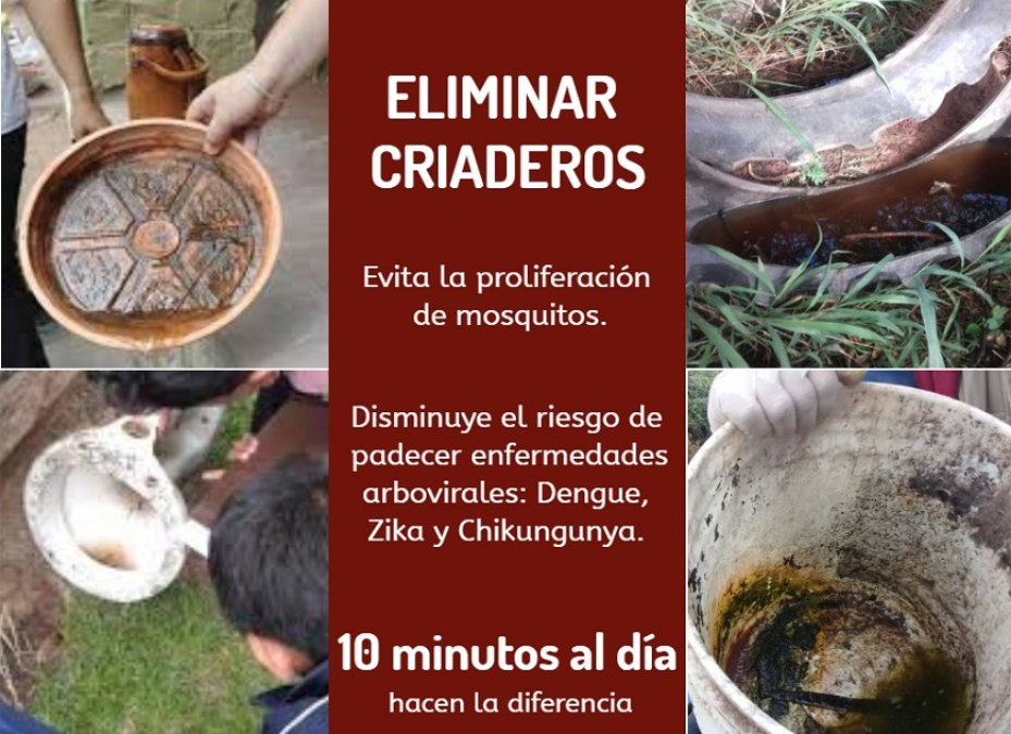 Alarmantes índices de infestación: hallan cantidad de criaderos en casas habitadas