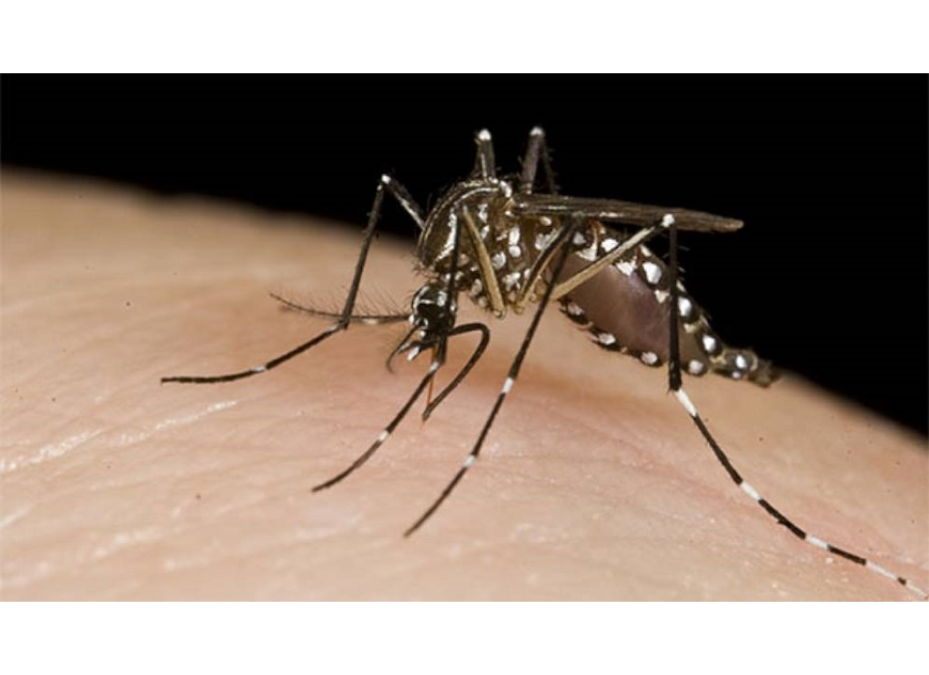 Dengue refleja tendencia al descenso, aún así no bajemos la guardia