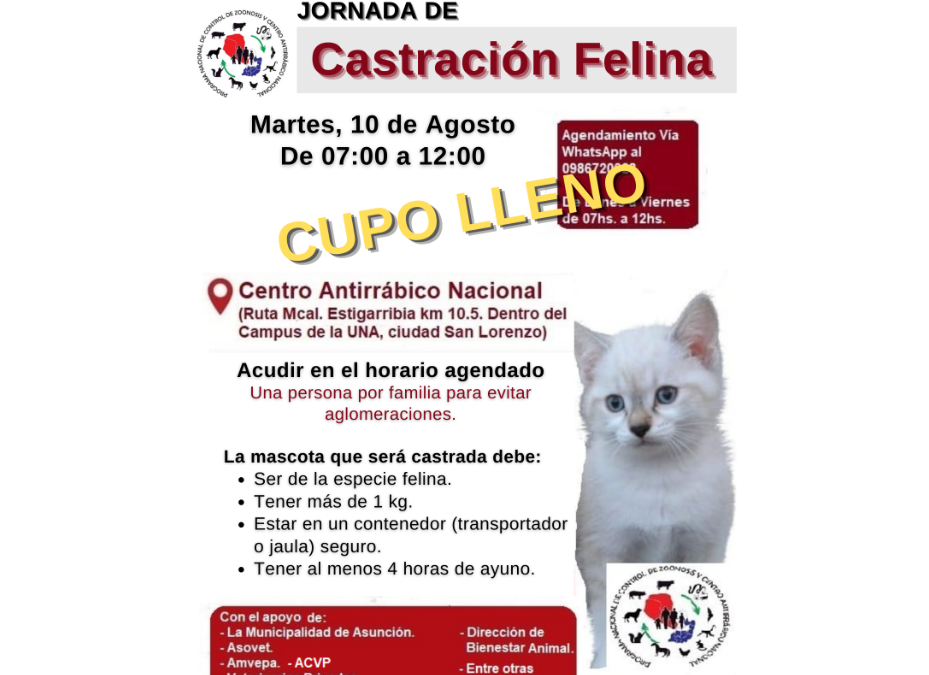 Castración gratuita de felinos, este martes