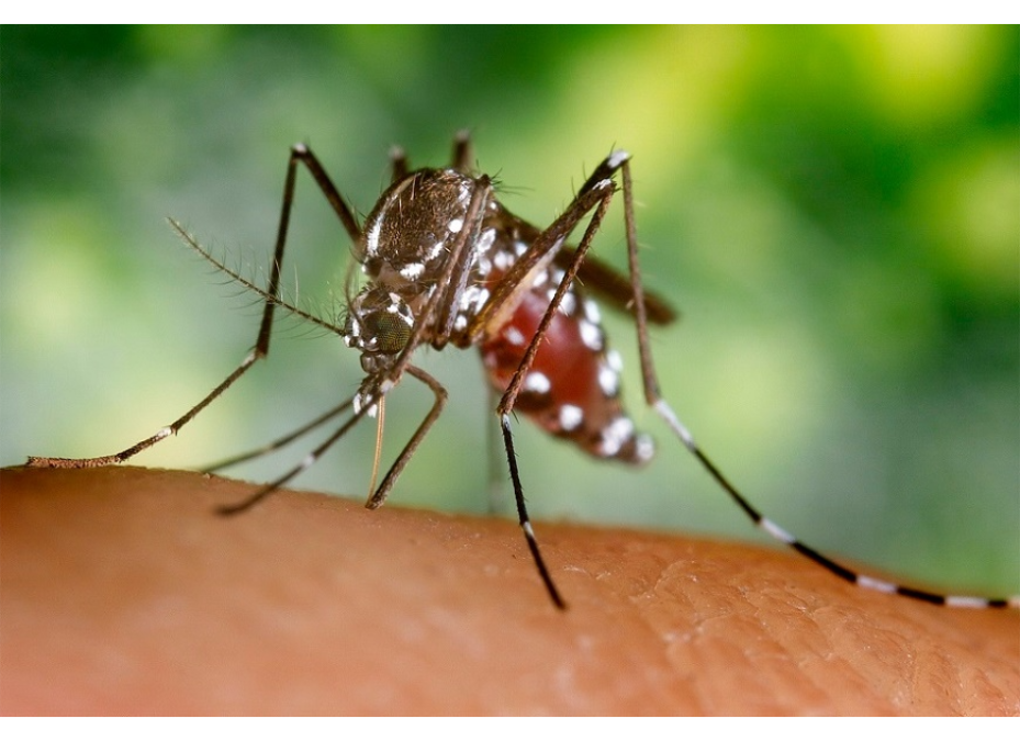 Dengue: Notificaciones de cuadros sospechosos ascienden a 109 por semana