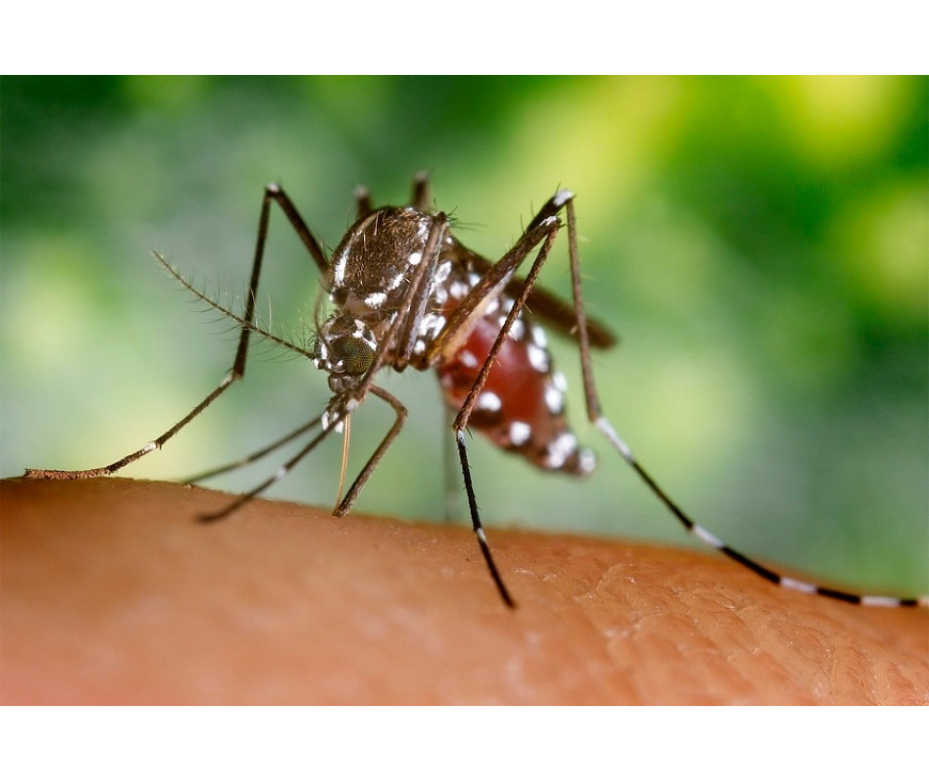 Dengue Notificaciones de cuadros sospechosos ascienden a 109 por semana – 03-08-2021