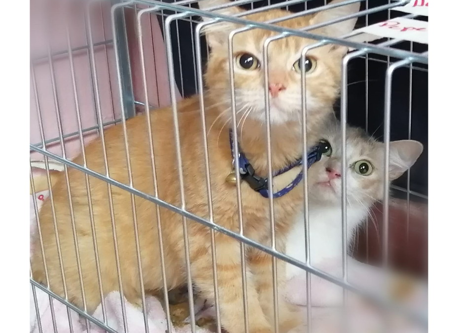 ¿Por qué se recomienda la castración felina?