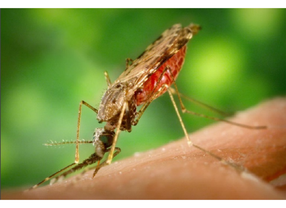 A más de una década sin casos autóctonos, continúa la vigilancia activa de Malaria