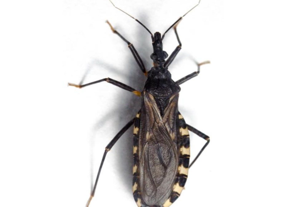 Chagas, enfermedad parasitaria potencialmente mortal si no se detecta y trata a tiempo