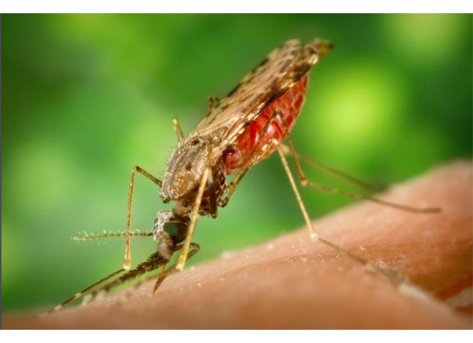 Malaria: Paraguay se mantiene vigilante para evitar el resurgimiento de esta enfermedad