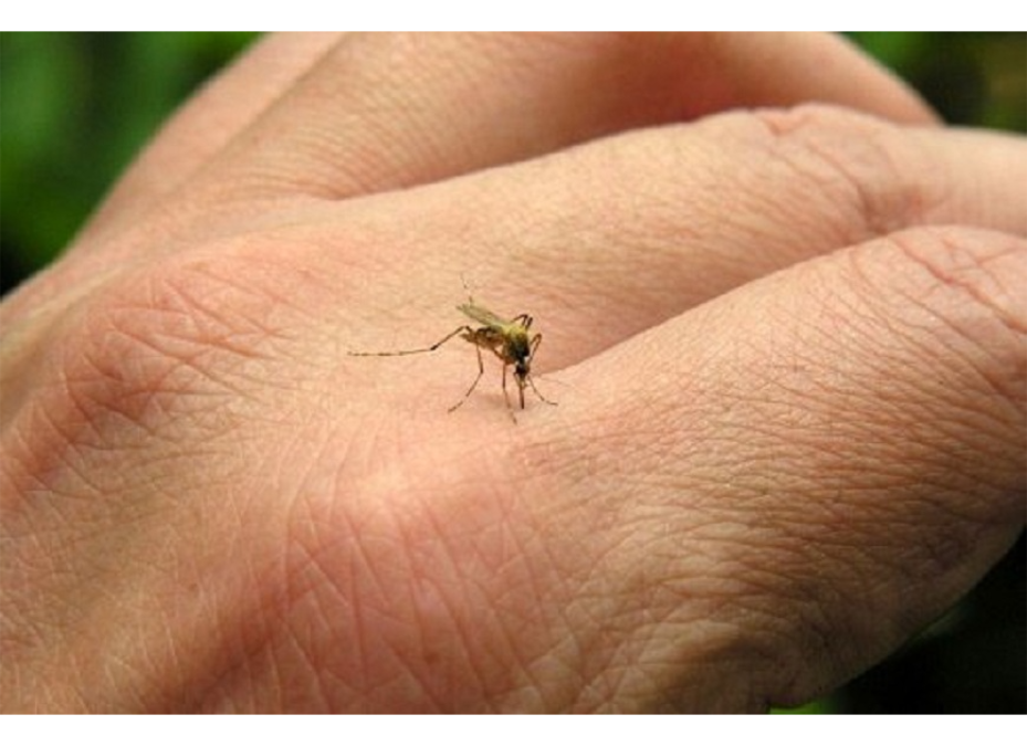 Dengue: con notificaciones estables en las últimas semanas