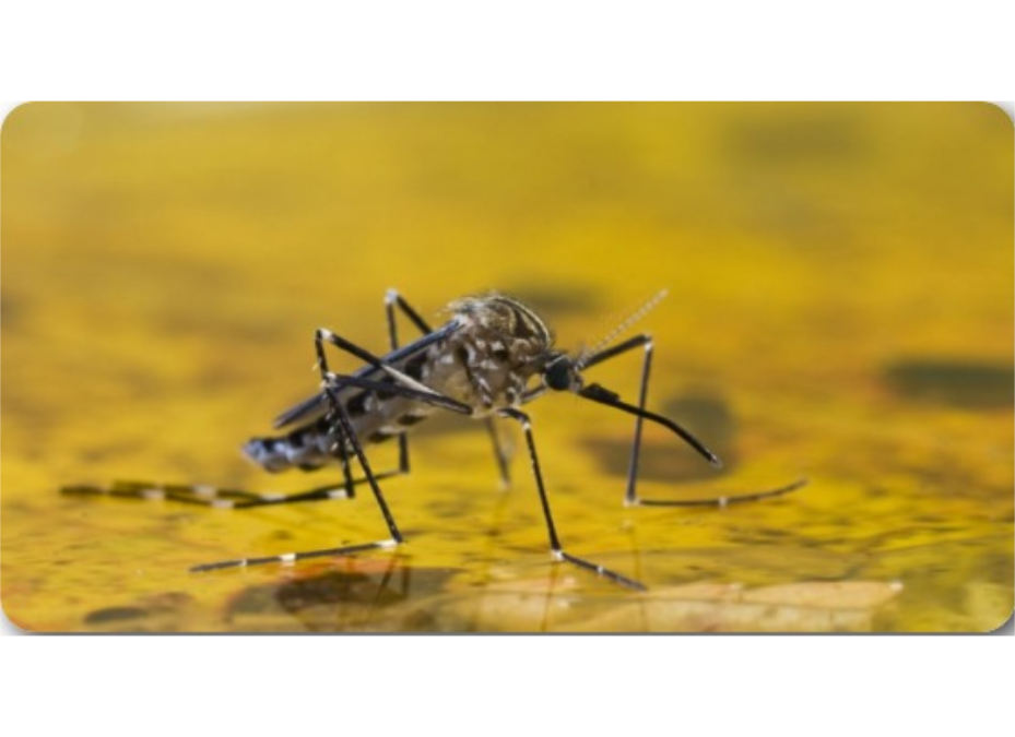 Se activa alerta epidemiológica por fiebre amarilla