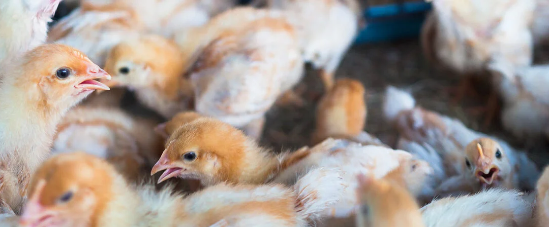 Gripe aviar: afecta a aves silvestres y de corral, aún de forma excepional a humanos