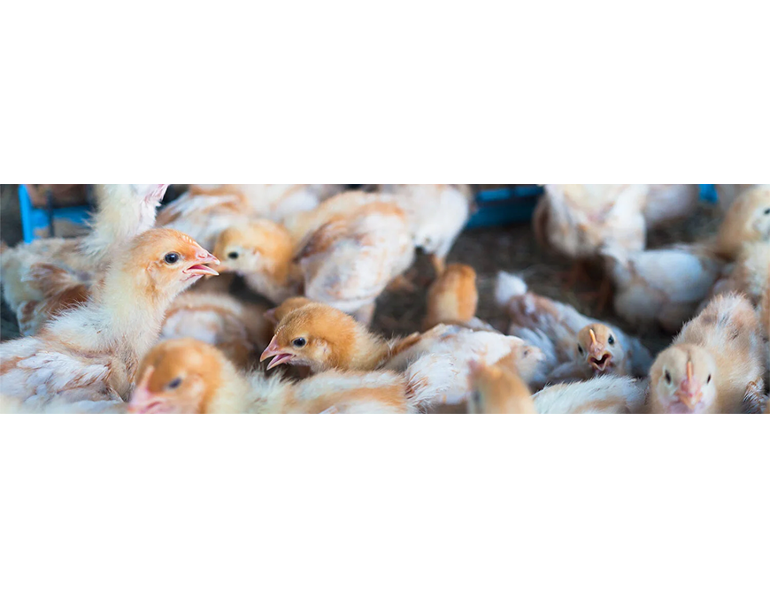 Gripe aviar: afecta a aves silvestres y de corral, aún de forma excepional a humanos