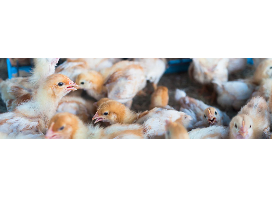 Gripe aviar: afecta a aves silvestres y de corral, aún de forma excepional a humanos