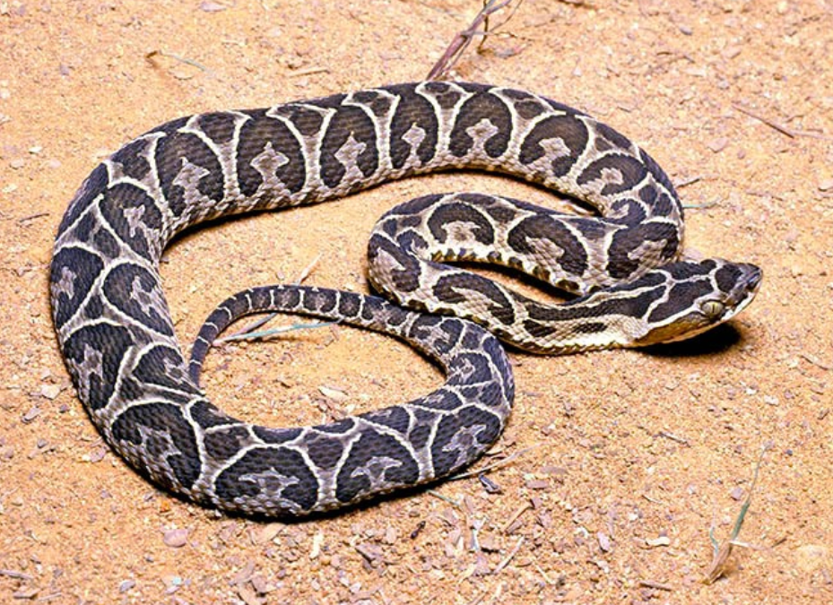 Ofidismo: Esto debe hacer si fue mordido por una serpiente