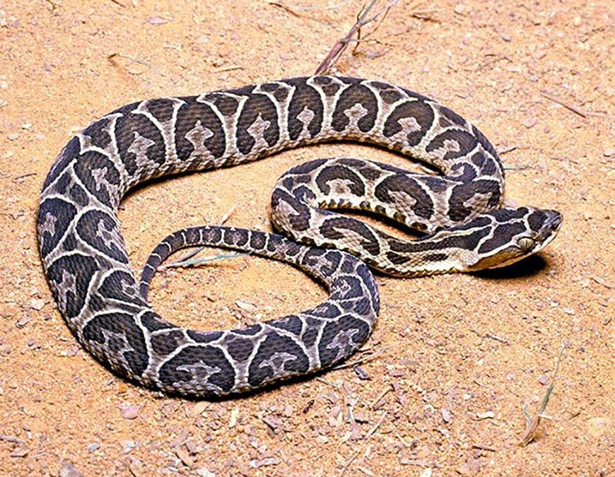 Ofidismo: Esto debe hacer si fue mordido por una serpiente