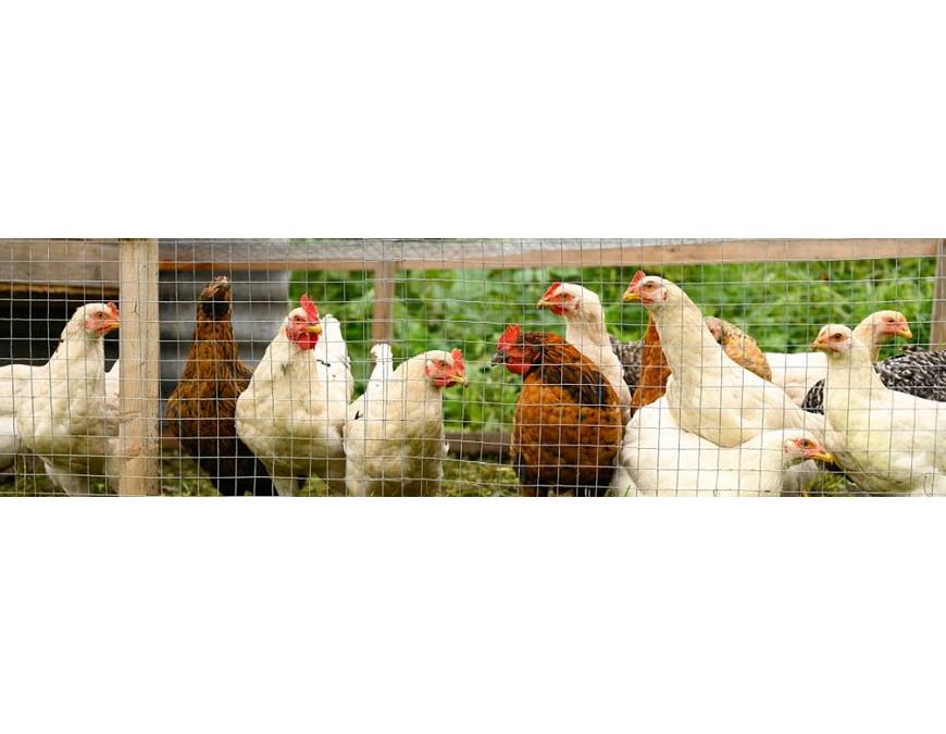 Temen que gripe aviar se convierta en la próxima pandemia