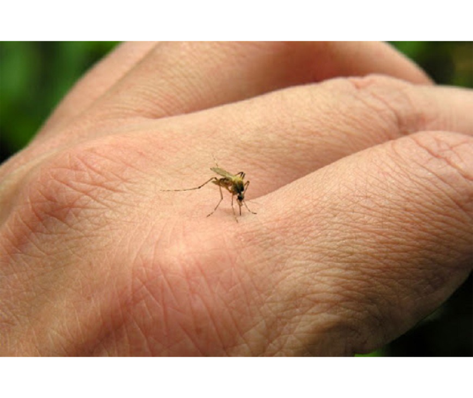 Signos de alarma de chikungunya que indican la necesidad de atención médica – 23-01-2023 – 1