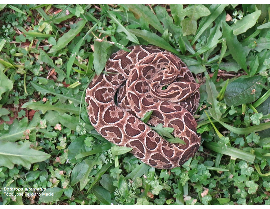 Unos 232 casos de mordeduras de serpientes se registraron en un año