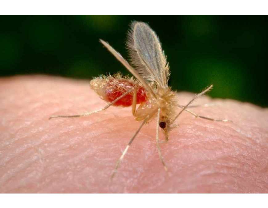 Casos de leishmaniasis se identifican en siete departamentos