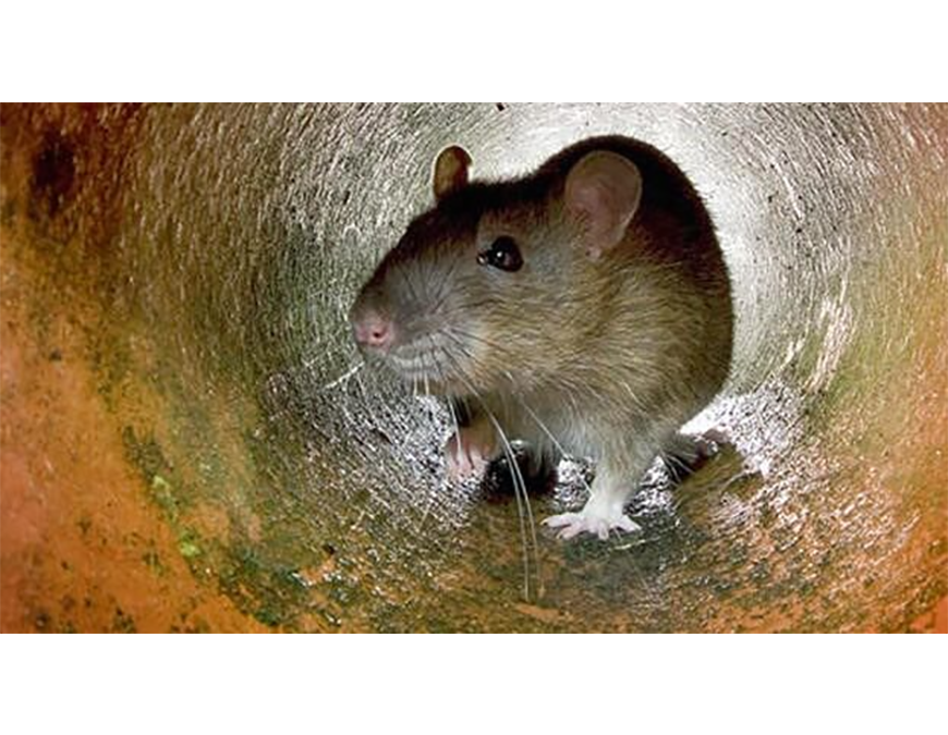 ¡Cuidado con los roedores! son portadores de parásitos y diversas enfermedades