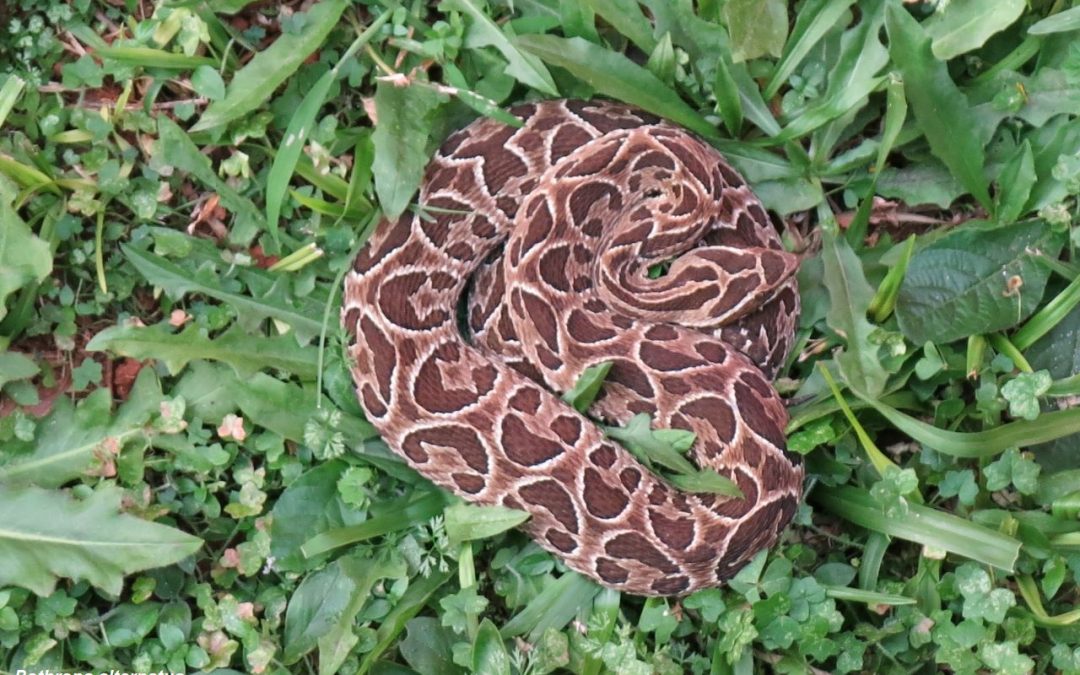 Unos 232 casos de mordeduras de serpientes se registraron en un año