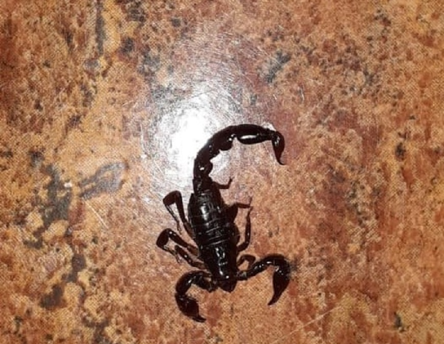 Dictarán jornada sobre animales ponzoñosos