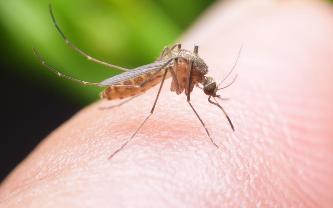 Mayaro, otro virus transmitido por mosquito que amenaza