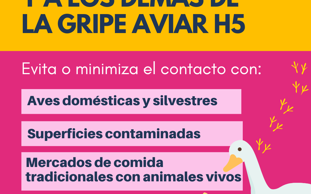 Influenza aviar: sin casos humanos en Paraguay