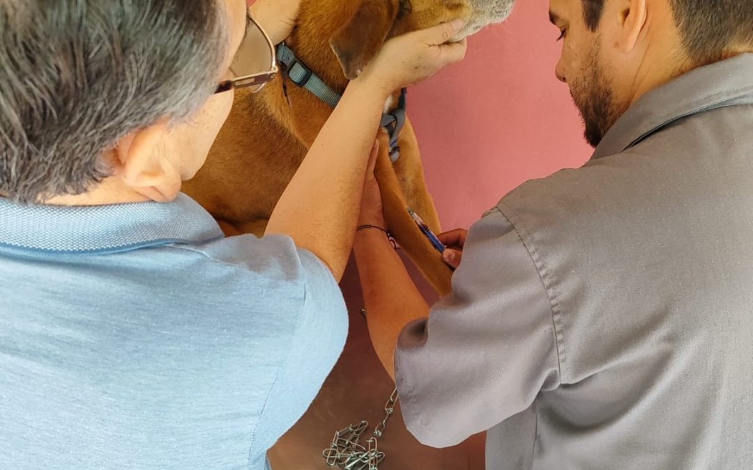 Más de 380 mascotas vacunadas y desparasitadas en jornada AutoCan