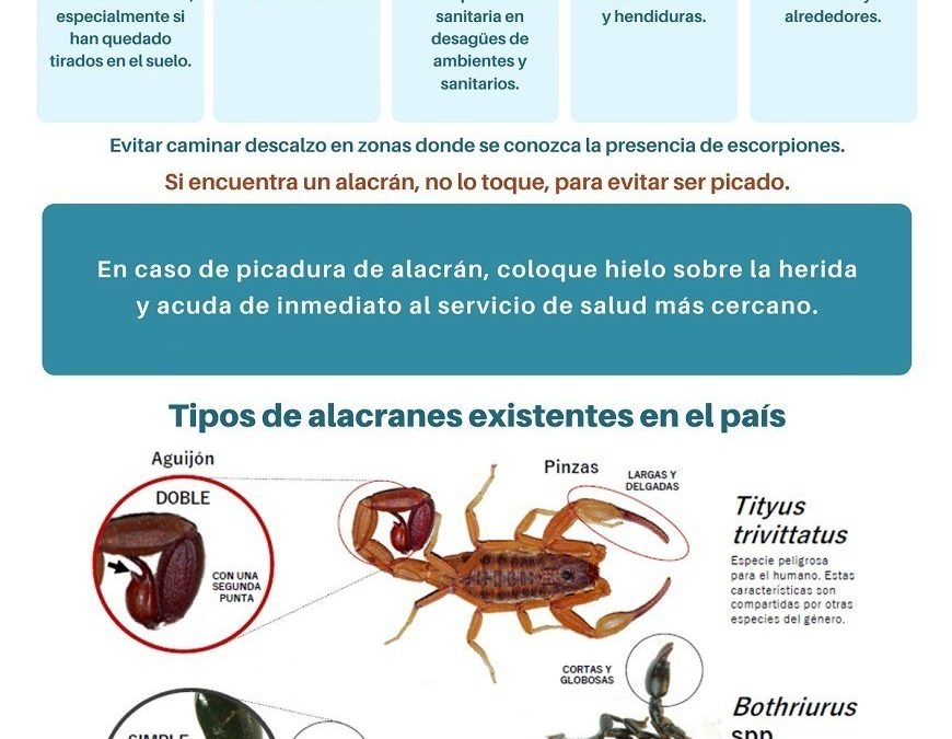 ¡Cuidado! En épocas de mucho calor aparecen los alacranes