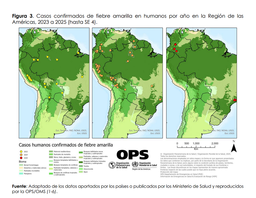 Alerta regional por aumento de casos de fiebre amarilla