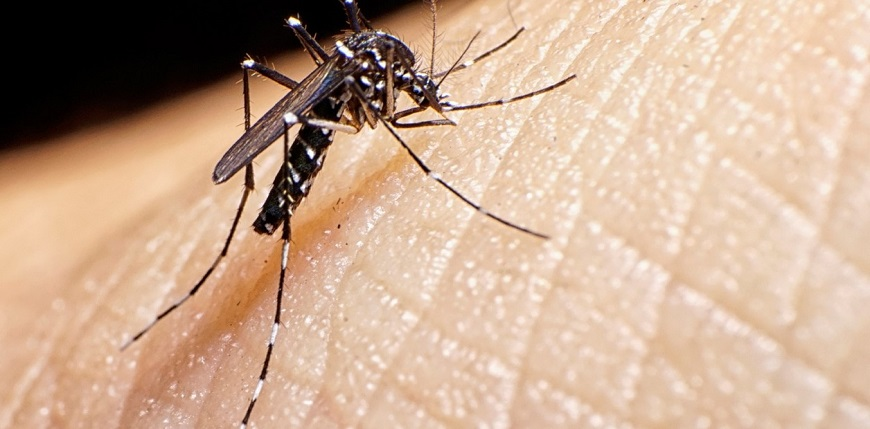 Confirman primeros casos de dengue y chikungunya del año