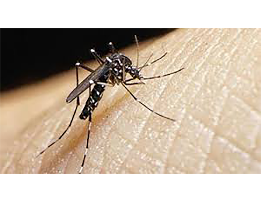 Dengue: casos siguen reportándose